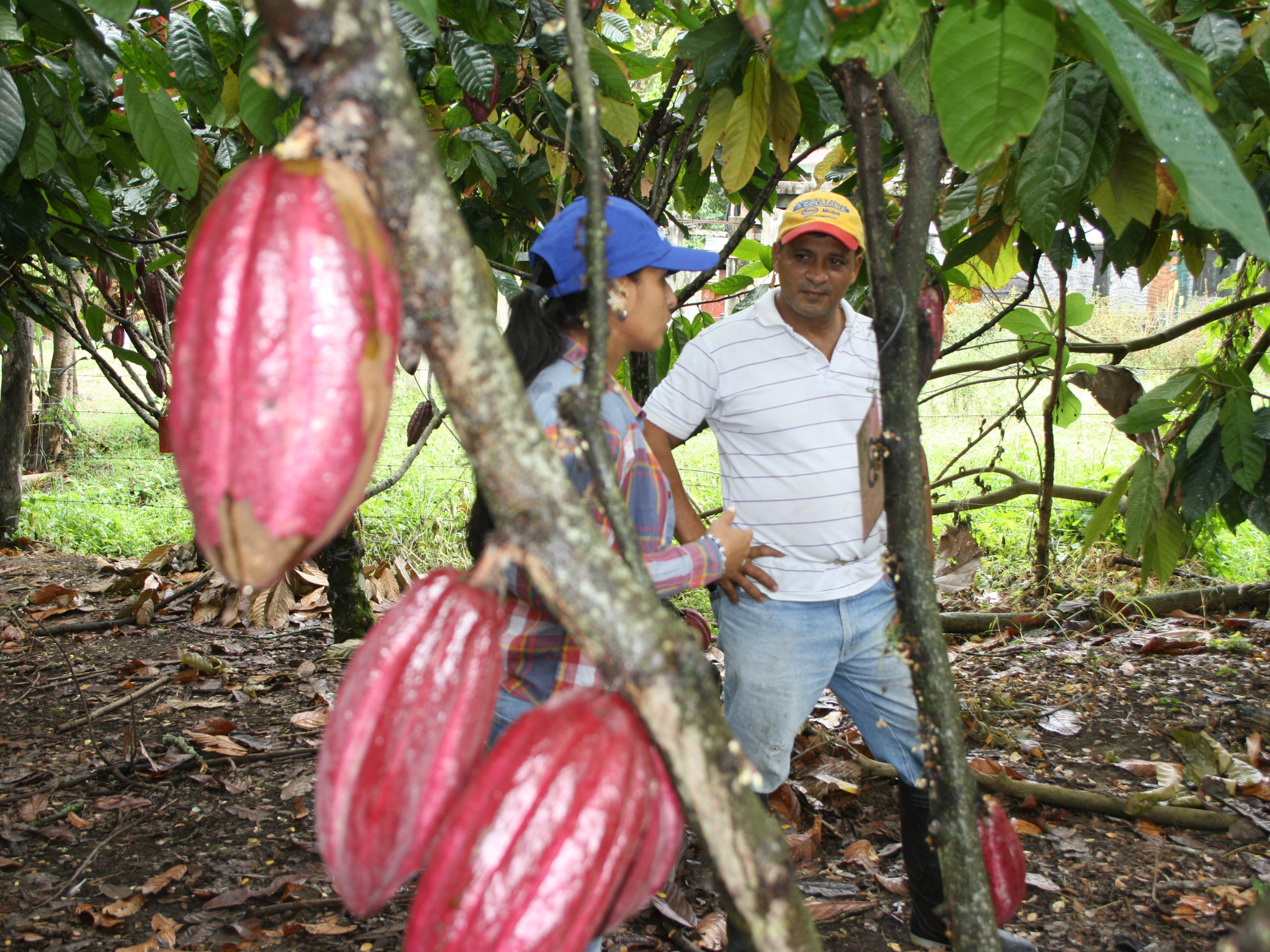 Estrategias de renovación y rehabilitación de cacao
