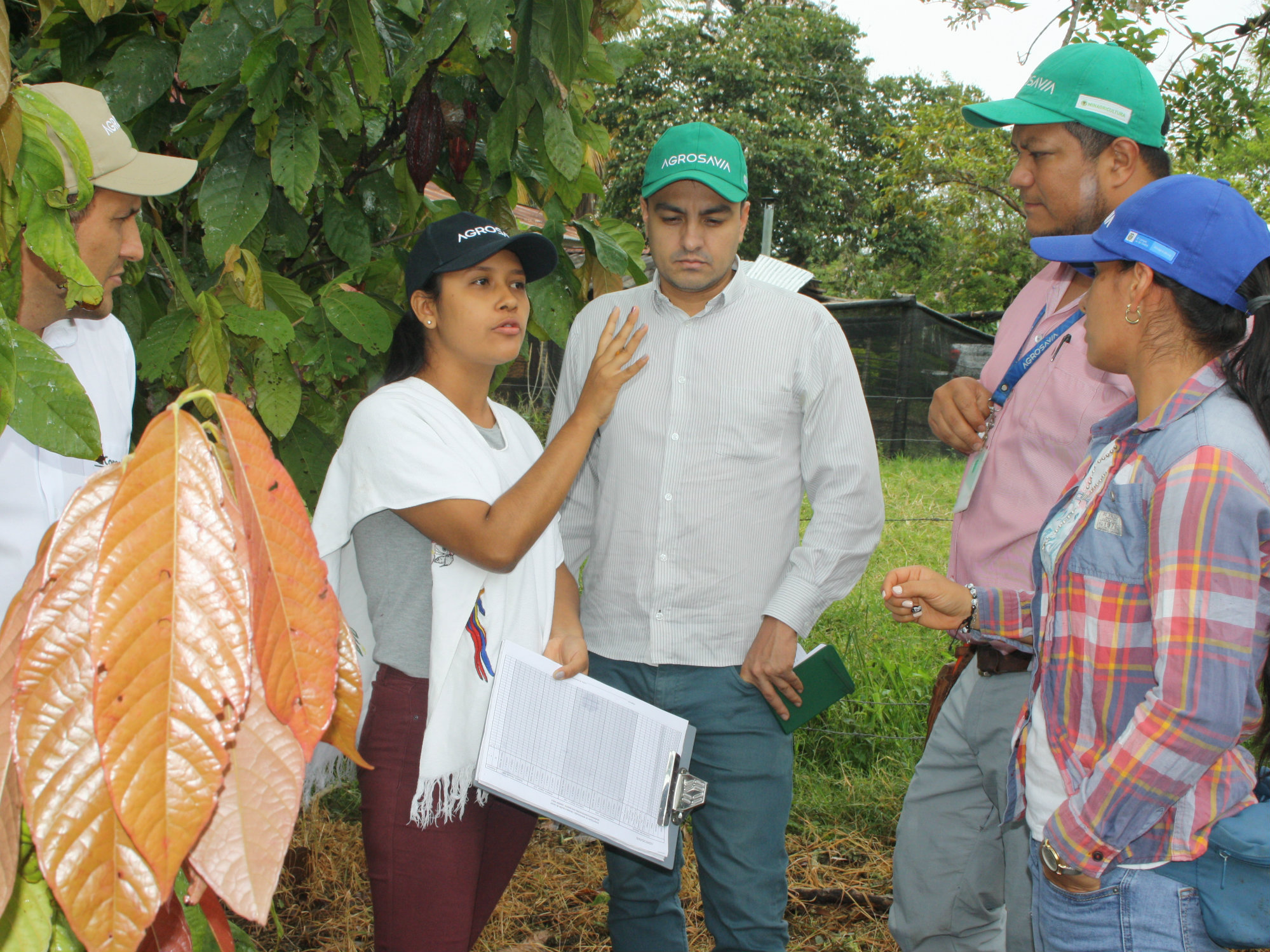 Cacaojdu1 AGROSAVIA