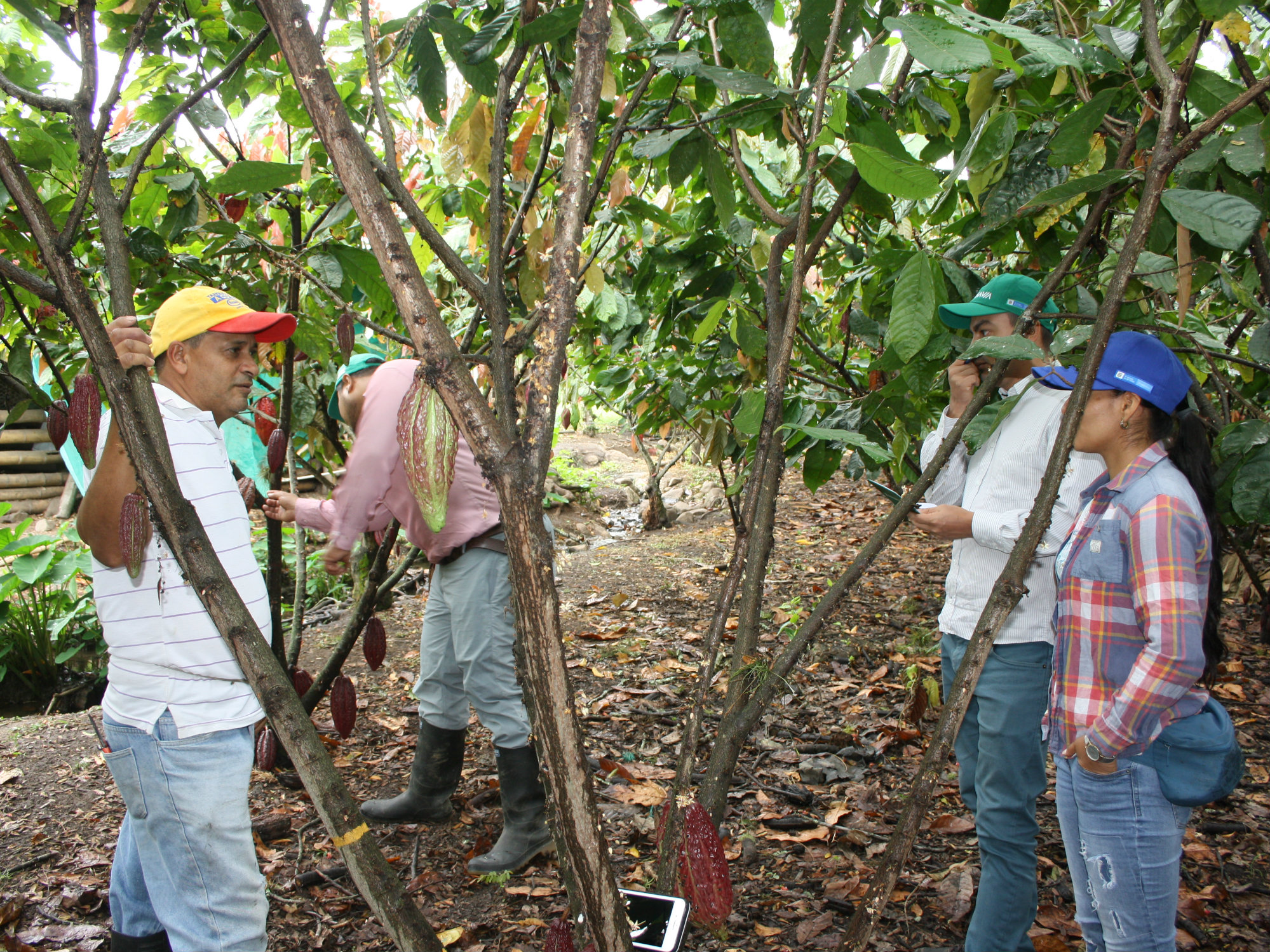 Cacaojdu3 AGROSAVIA