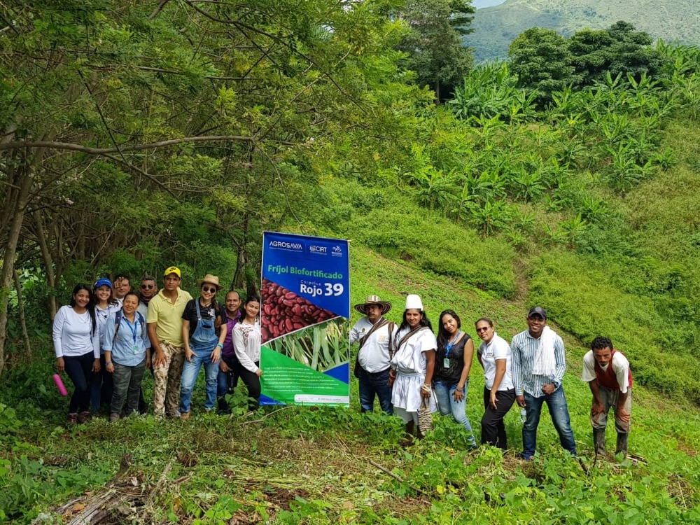 Frijoles biofortificados de AGROSAVIA ofrecen herramientas pedagógicas para la sensibilización ambiental