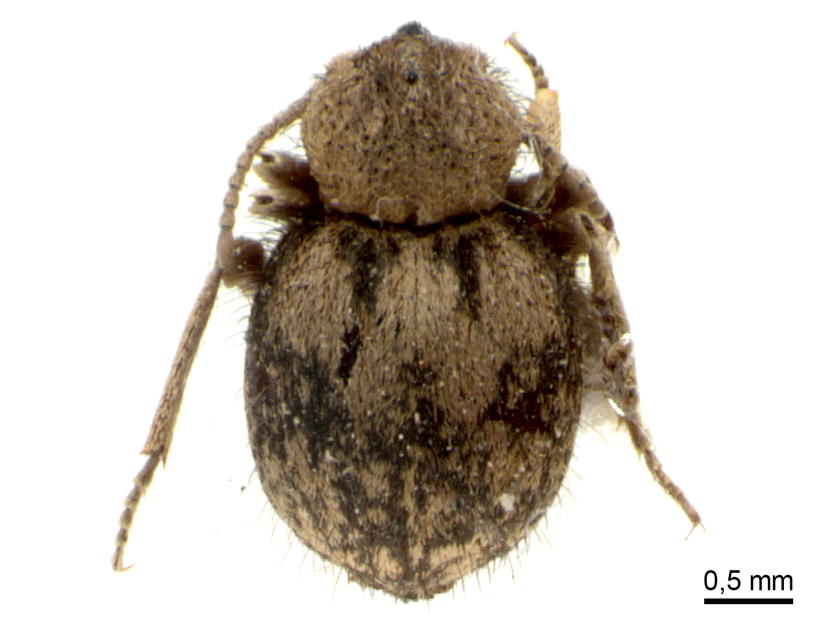 Trigonogenius globulus Solier, 1849 