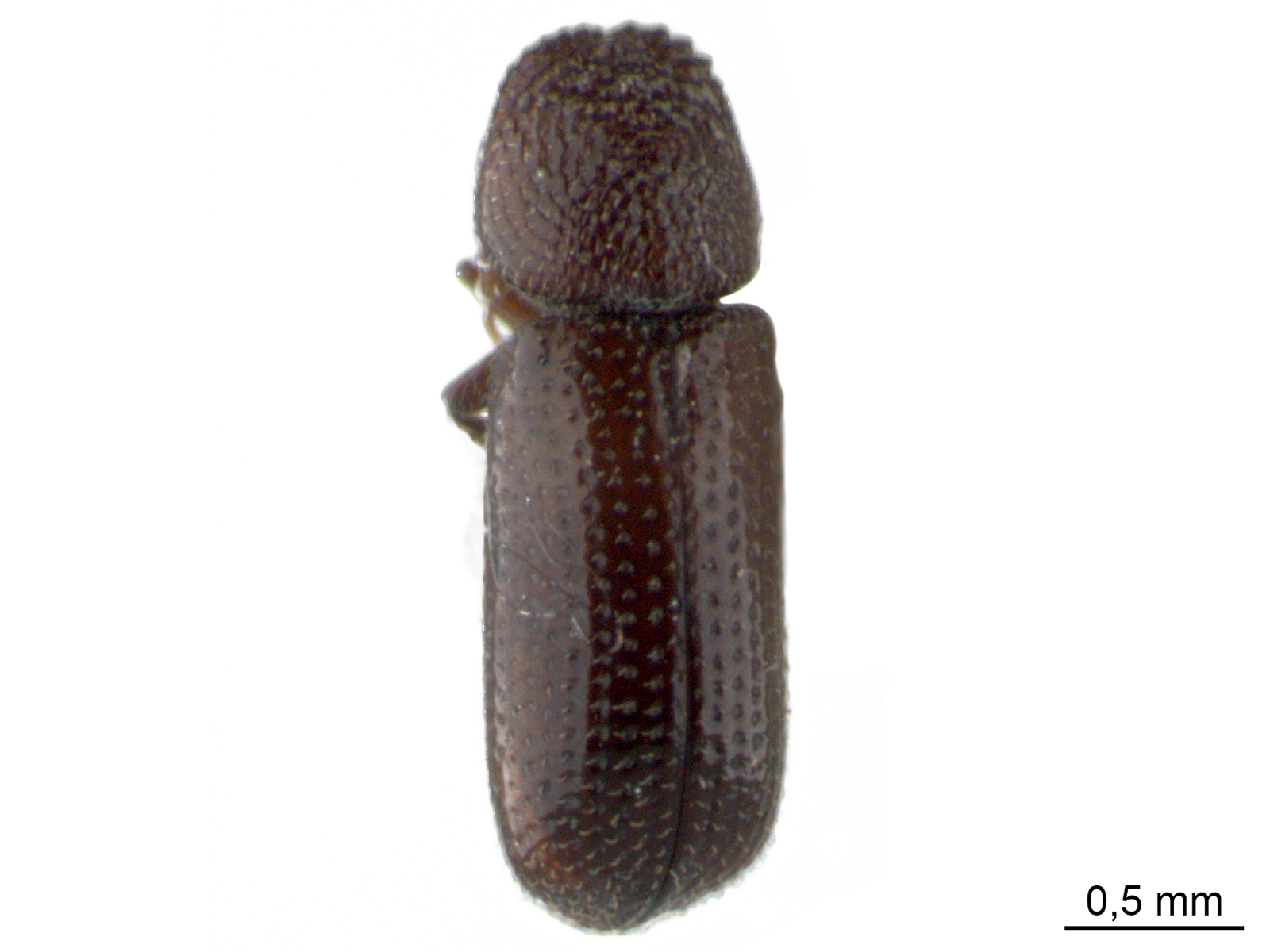 Rhyzopertha dominica (Fabricius, 1792) 