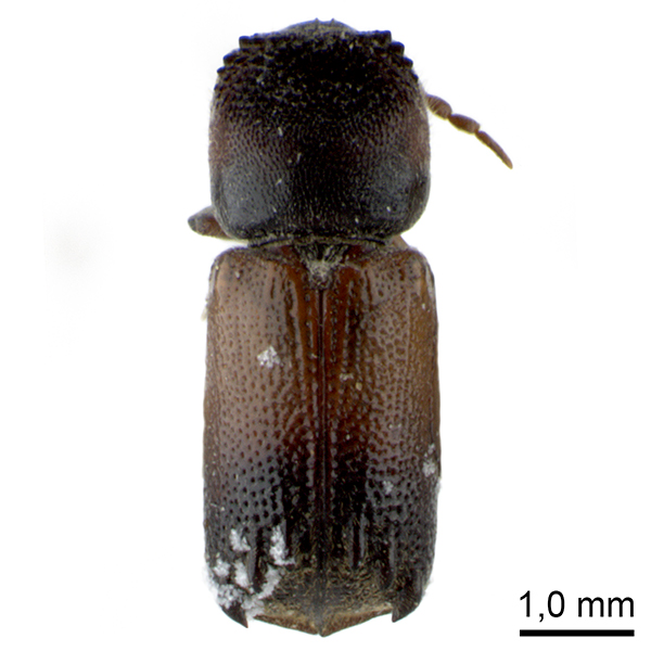 Bostrichidae