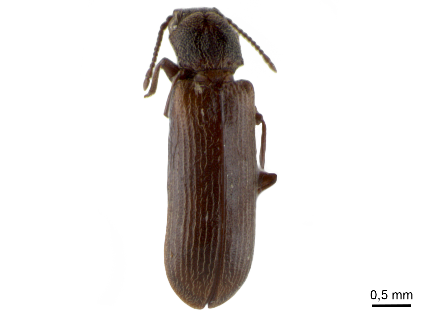 Lyctus brunneus (Stephens, 1830)