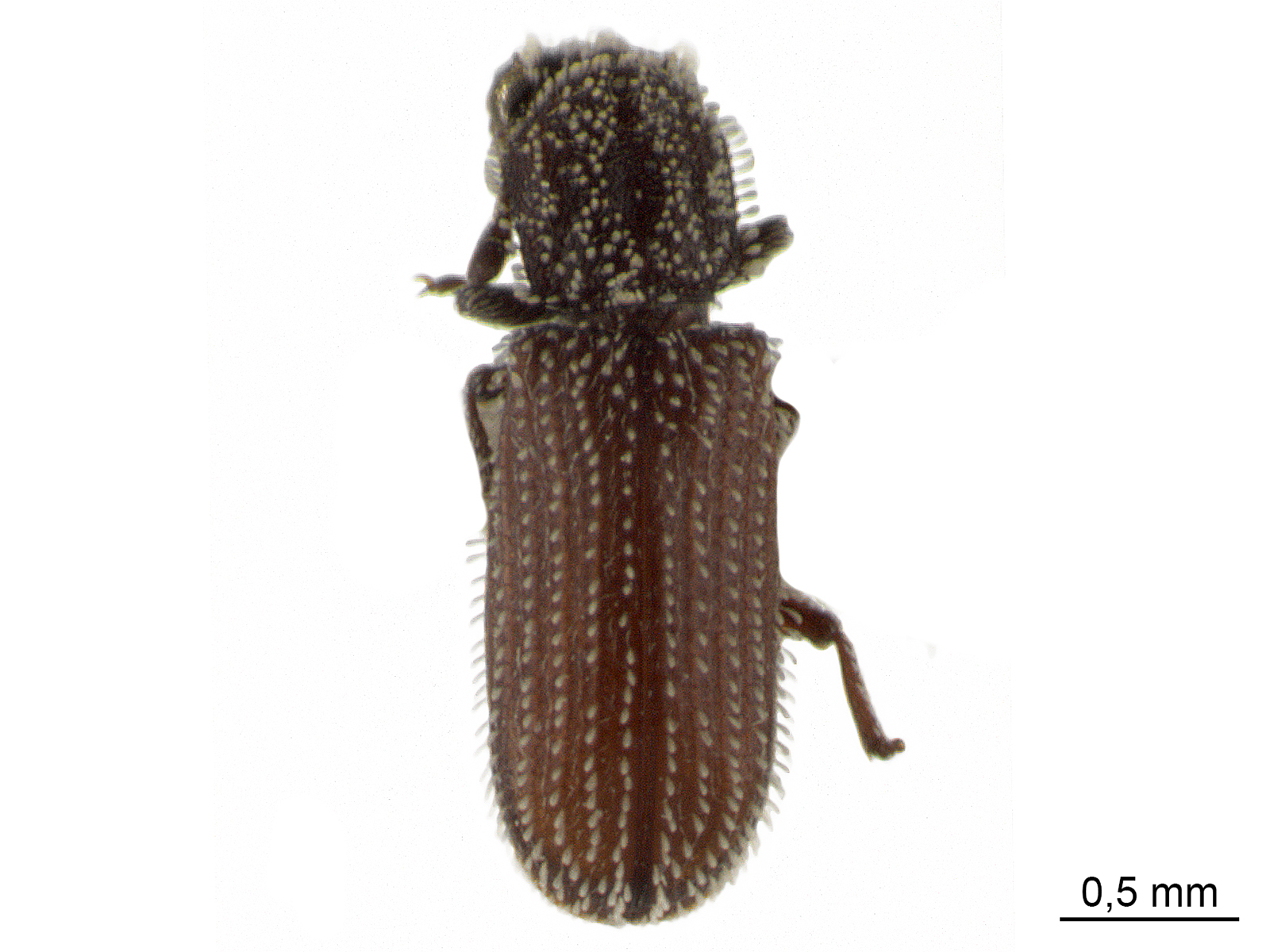 Minthea rugicollis (Walker, 1858) 