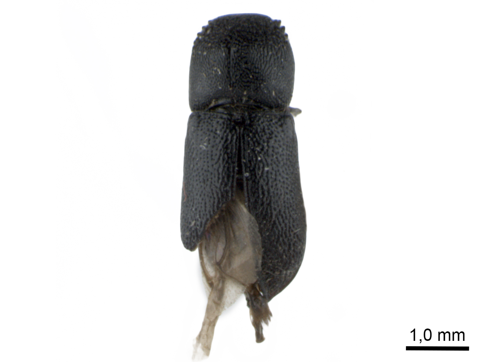 Micrapate exigua (Lesne, 1899) 
