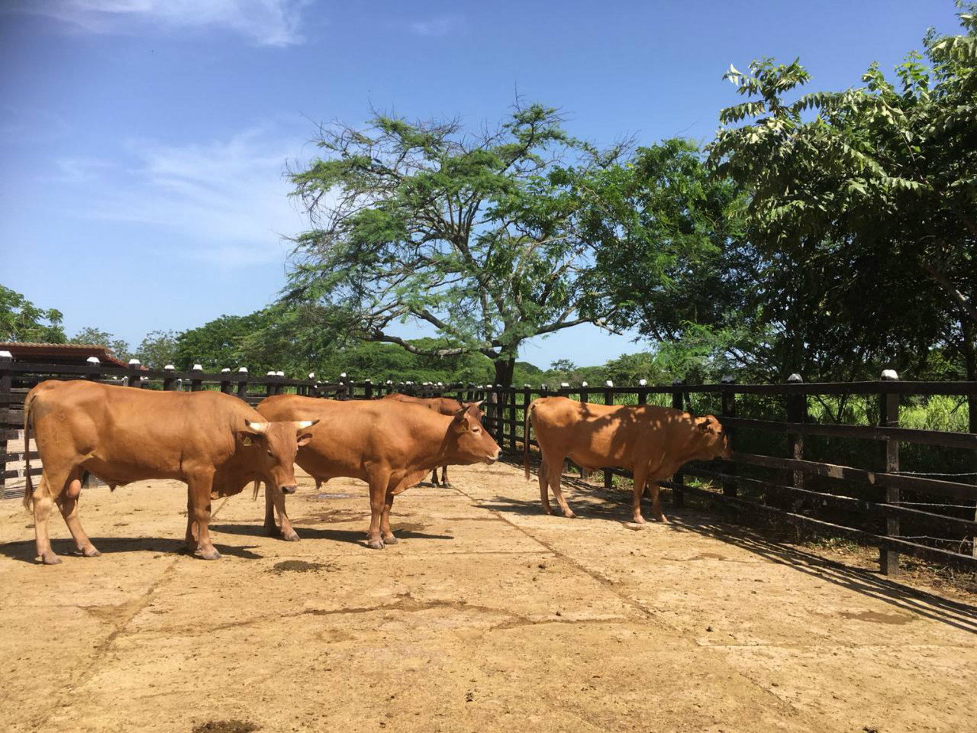 Costeño con cuernos, la raza criolla que contribuye a la sostenibilidad de la ganadería del Caribe
