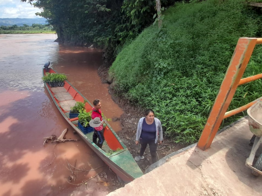 AGROSAVIA Entregó 2 Mil Árboles Maderables Y 40 Mil Plantas De Cacao En El Catatumbo6 AGROSAVIA