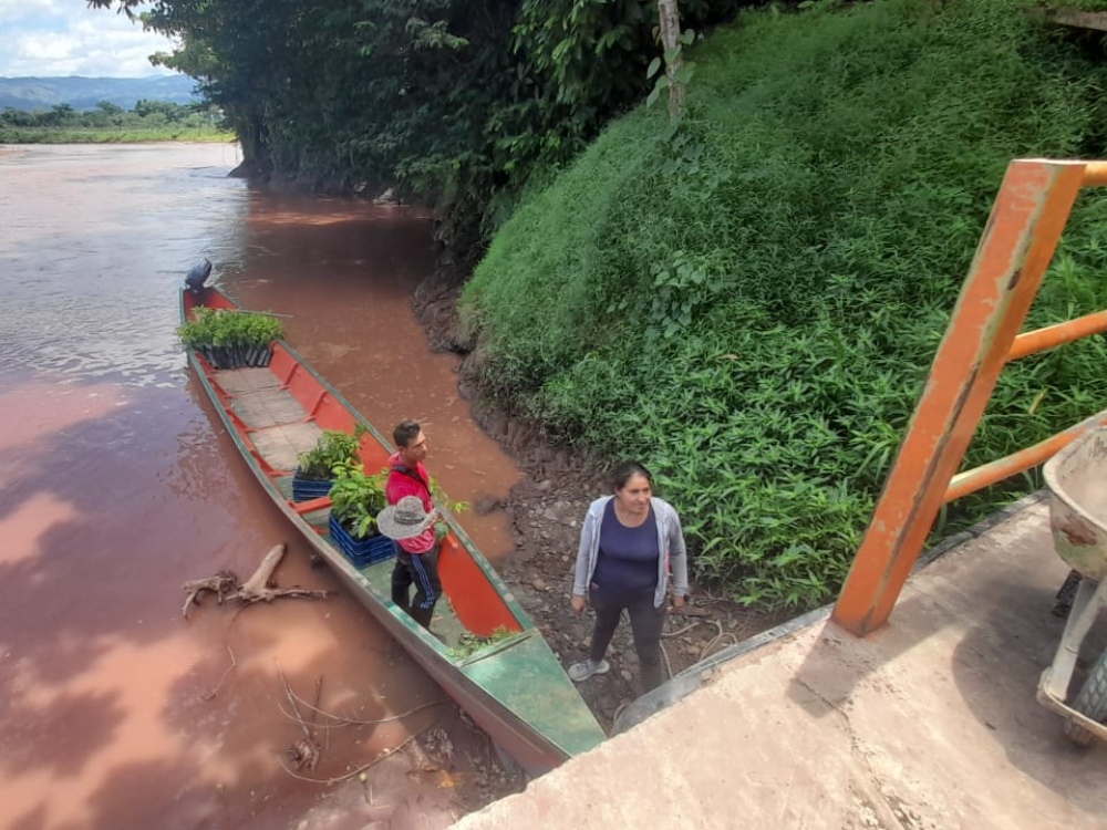 AGROSAVIA Entregó 2 Mil Árboles Maderables Y 40 Mil Plantas De Cacao En El Catatumbo6 AGROSAVIA
