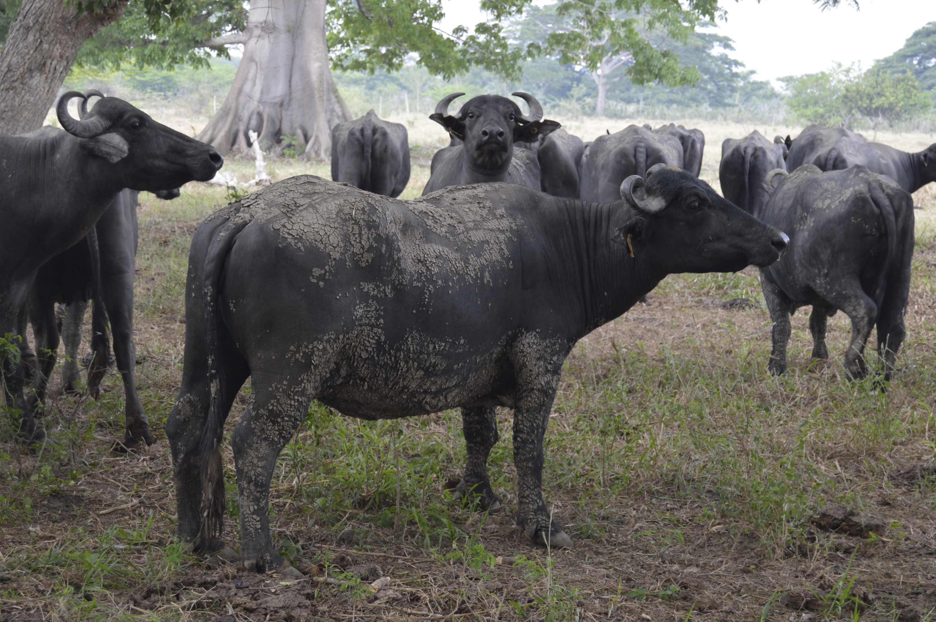 AGROSAVIA presenta resultados de investigaciones en búfalos en el departamento de Córdoba