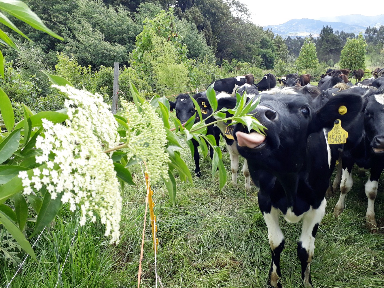 Sistemas agroforestales, una alternativa hacia la sostenibilidad en la producción ganadera