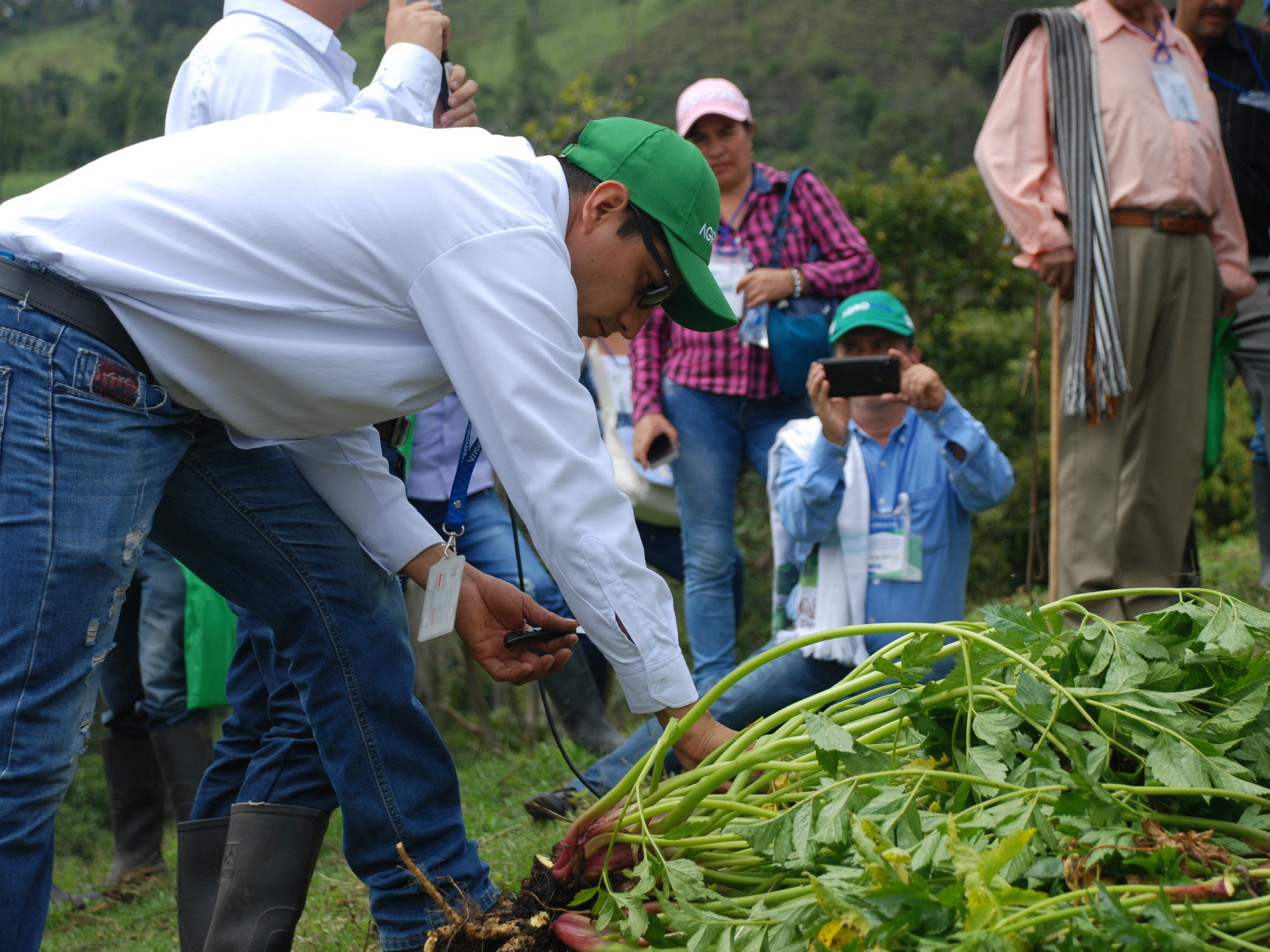 La primera variedad de arracacha en Colombia, AGROSAVIA La 22