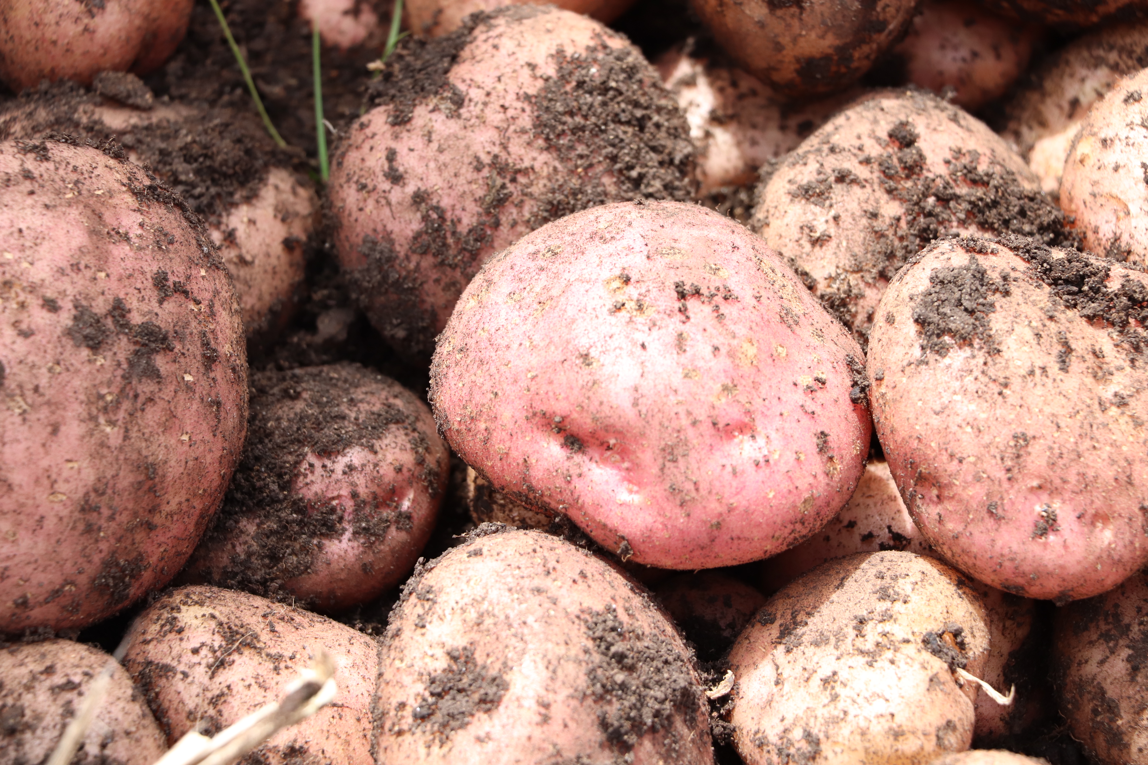 Se Lanzó La Variedad De Papa AGROSAVIA Mary Ante Productores De Cundinamarca Y Boyacá2