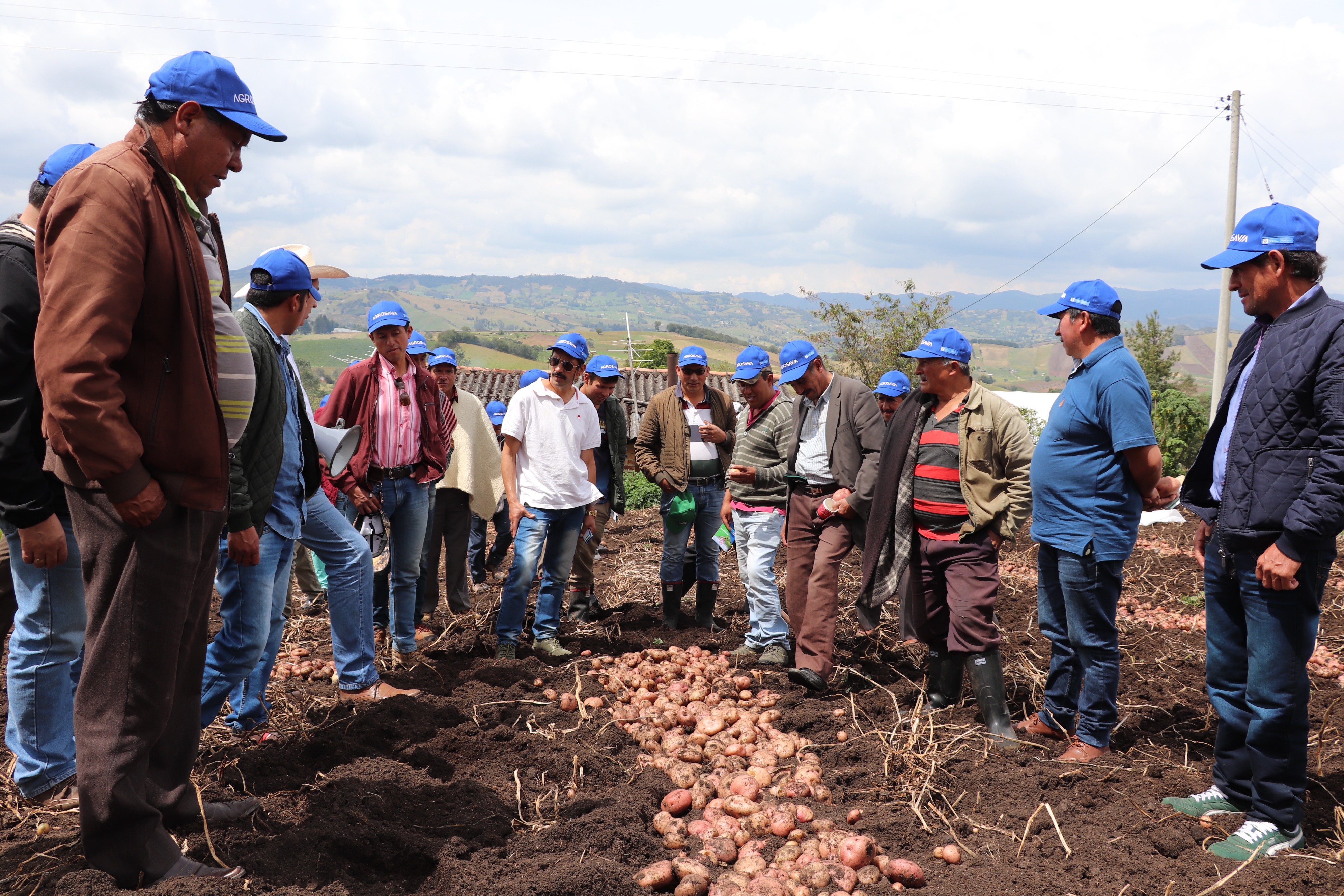 Se Lanzó La Variedad De Papa AGROSAVIA Mary Ante Productores De Cundinamarca Y Boyacá4