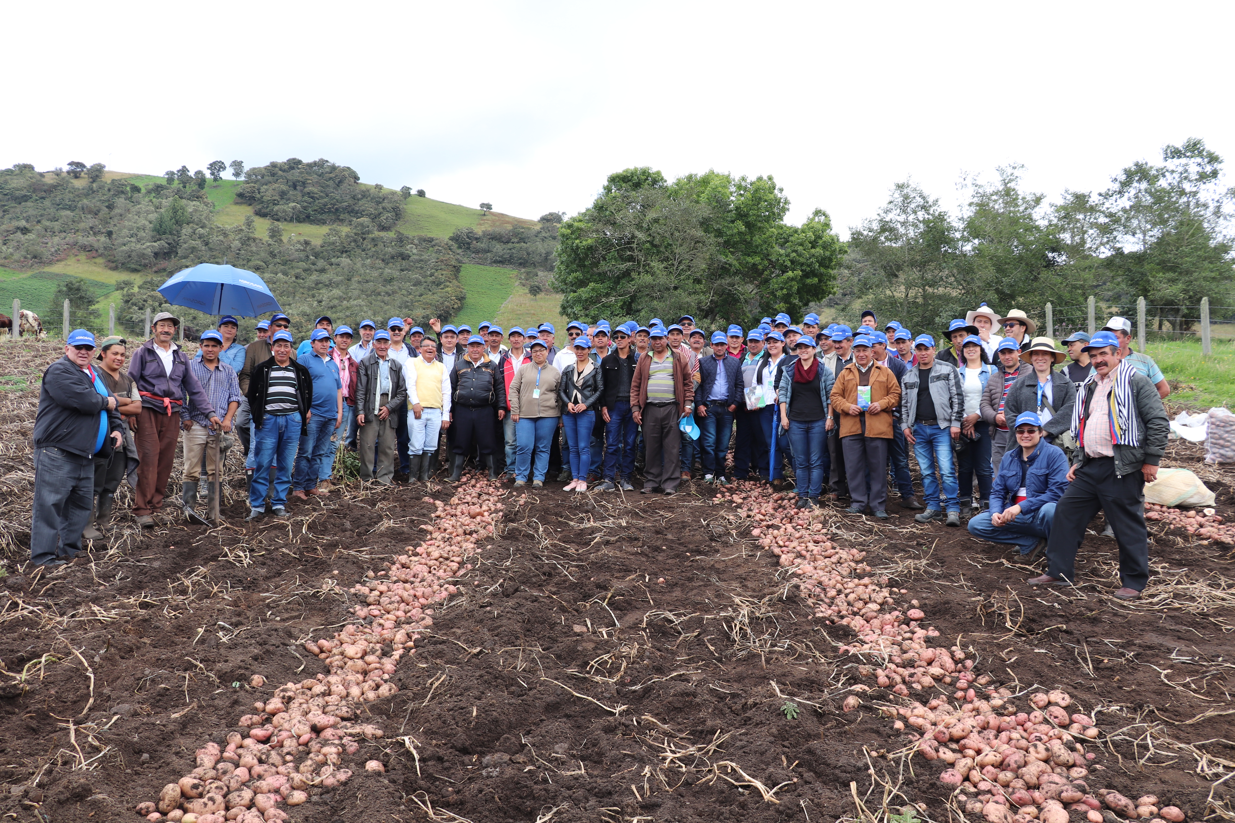 Se Lanzó La Variedad De Papa AGROSAVIA Mary Ante Productores De Cundinamarca Y Boyacá6