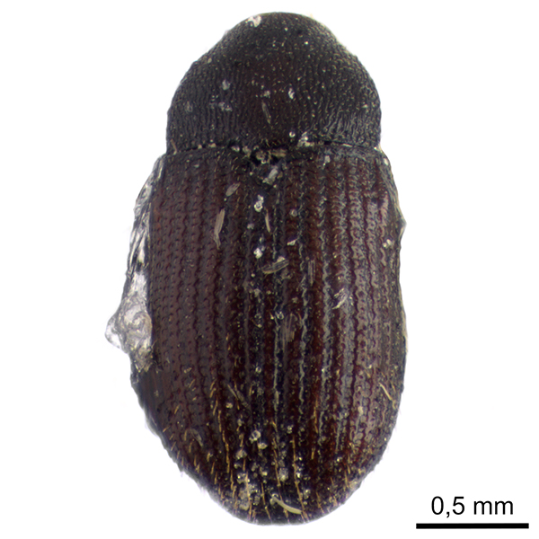 <p><em>Stegobium</em></p>