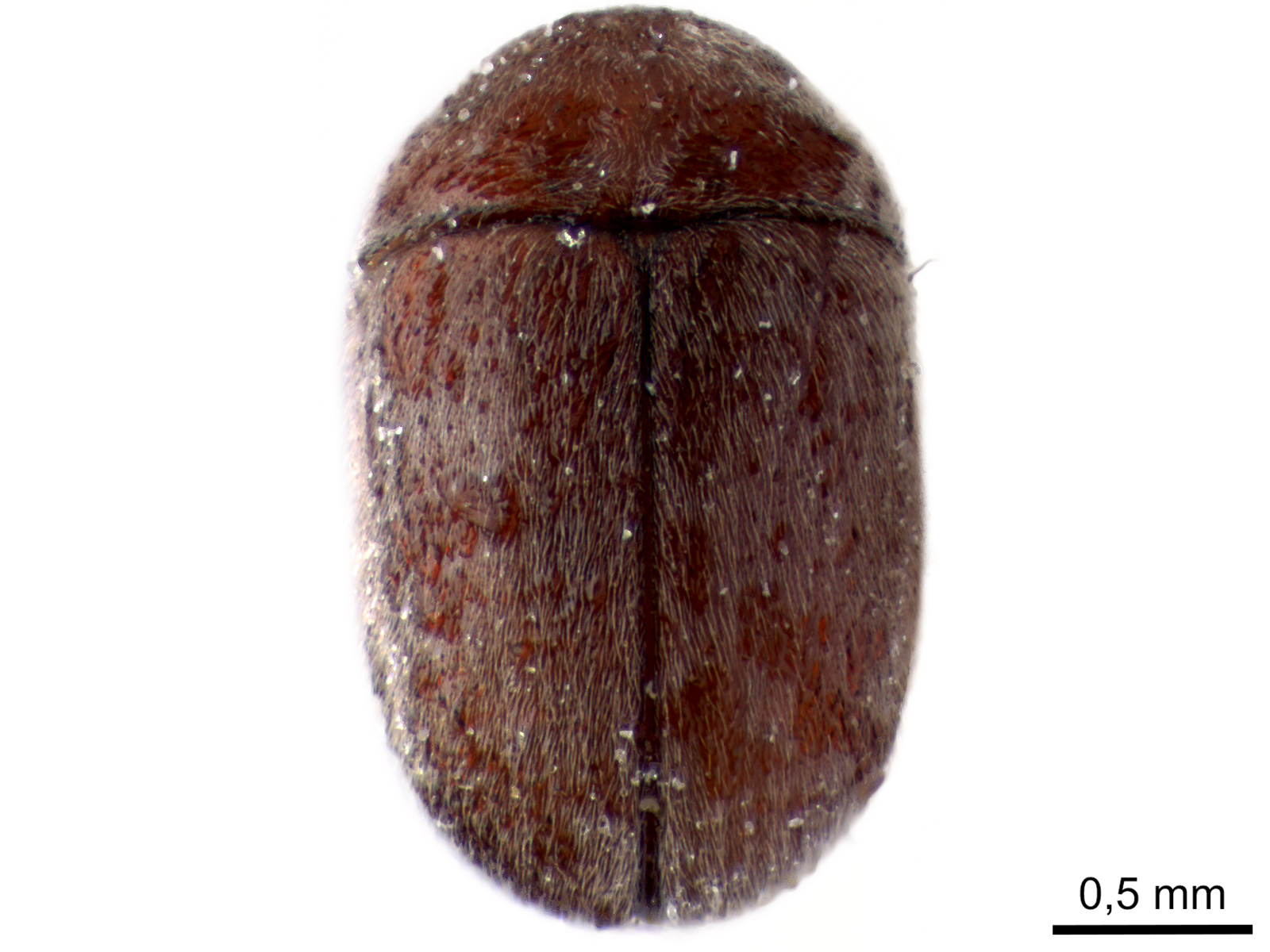 Lasioderma serricorne (Fabricius, 1792) 