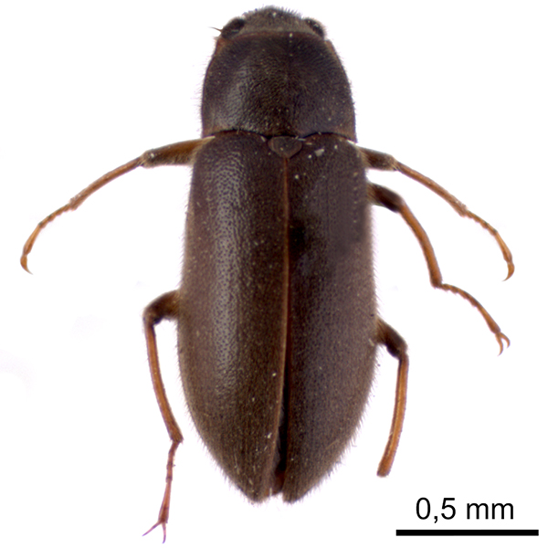 Dryopidae