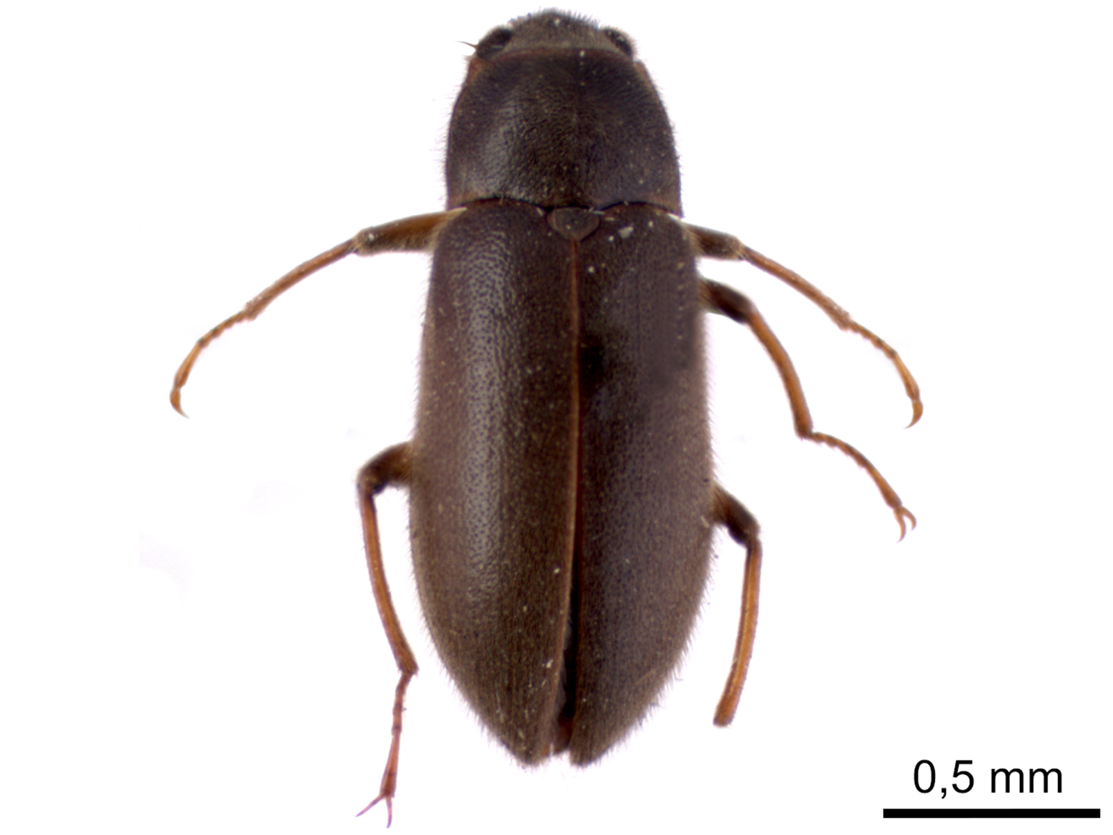 Pelonomus sp.