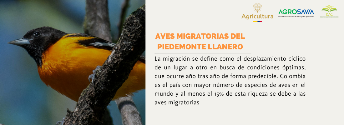 Aves Migratorias 3