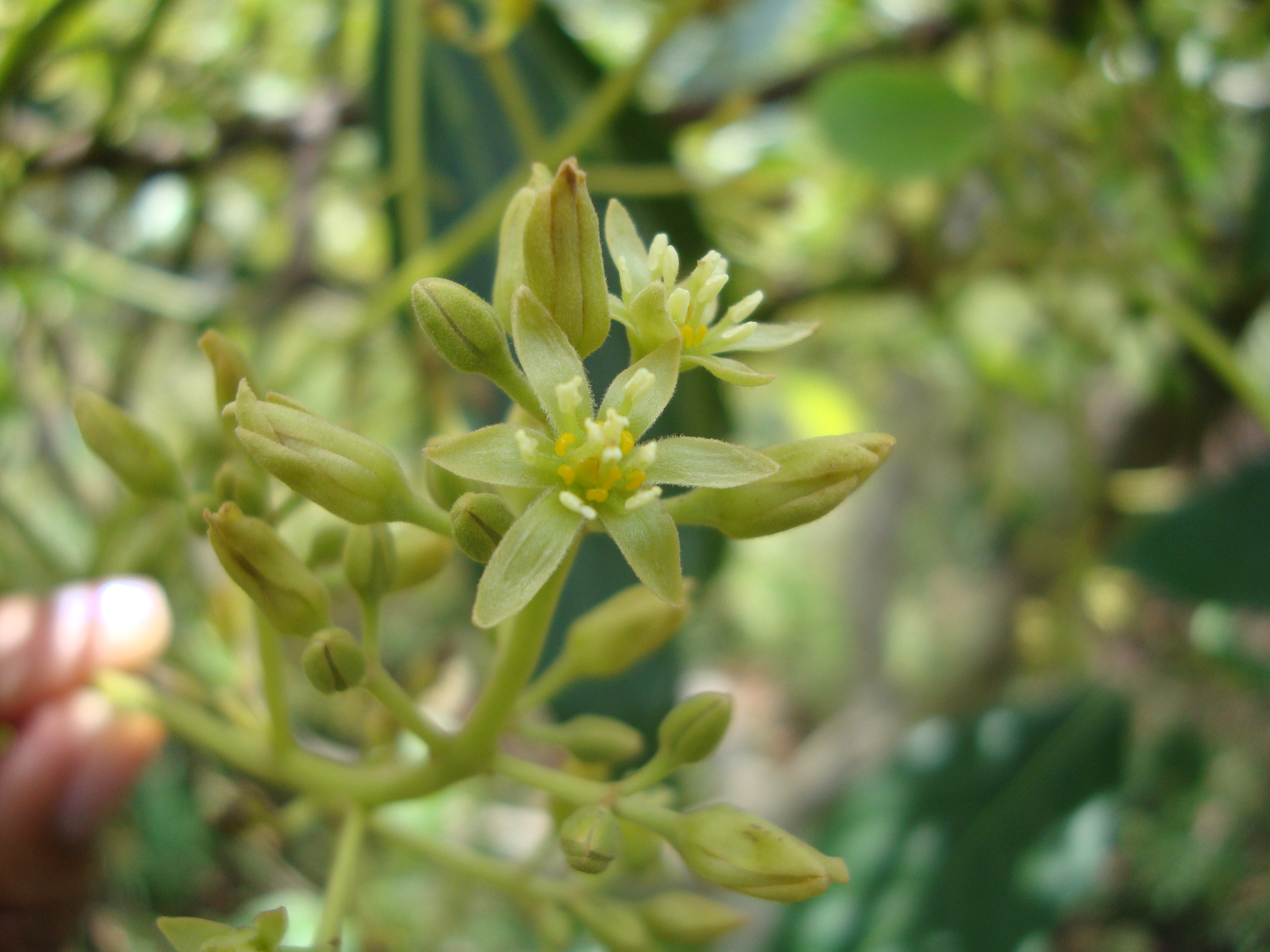 1. Flor Abierta Aguacate