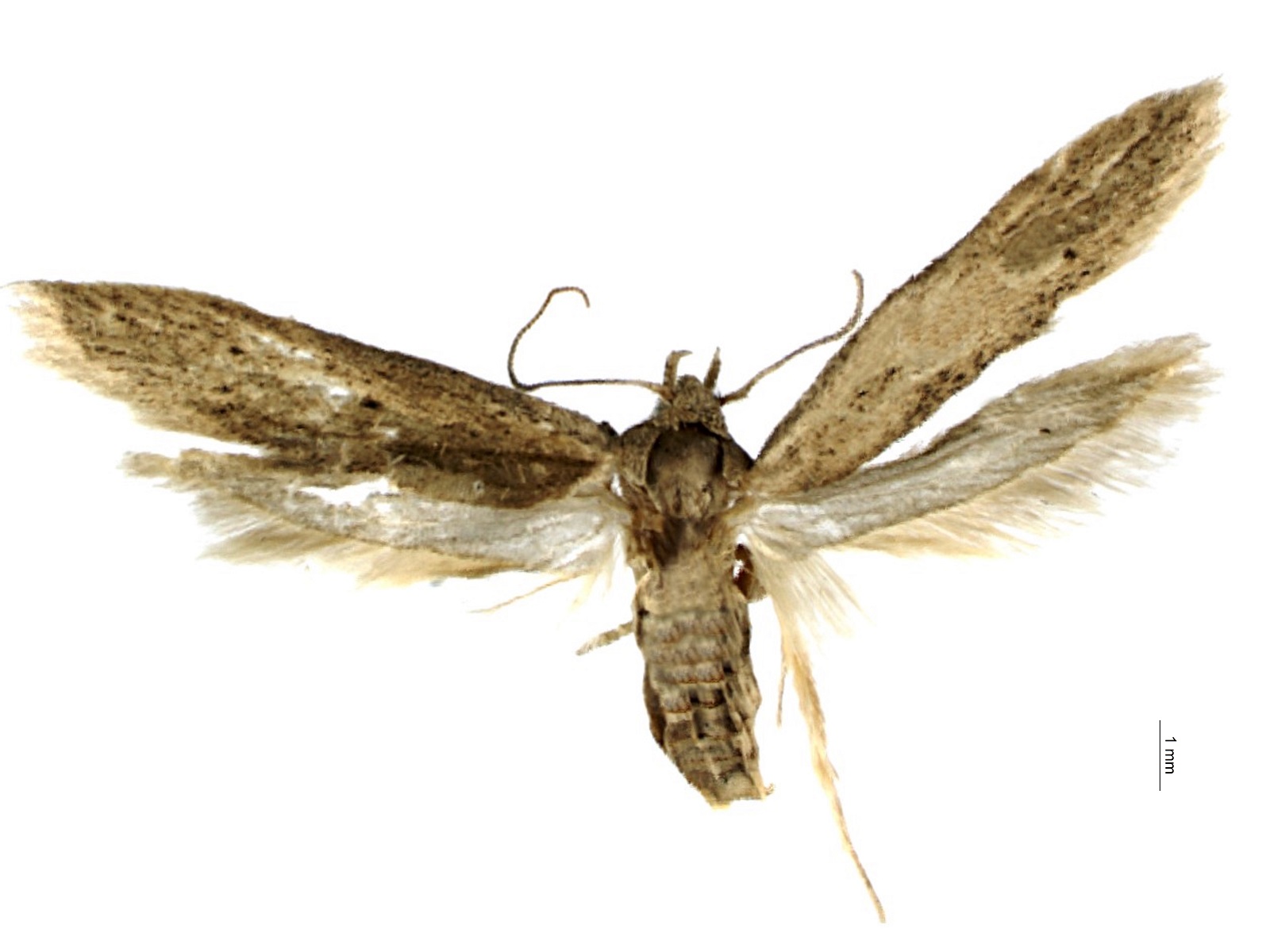 Blastobasis sp. 