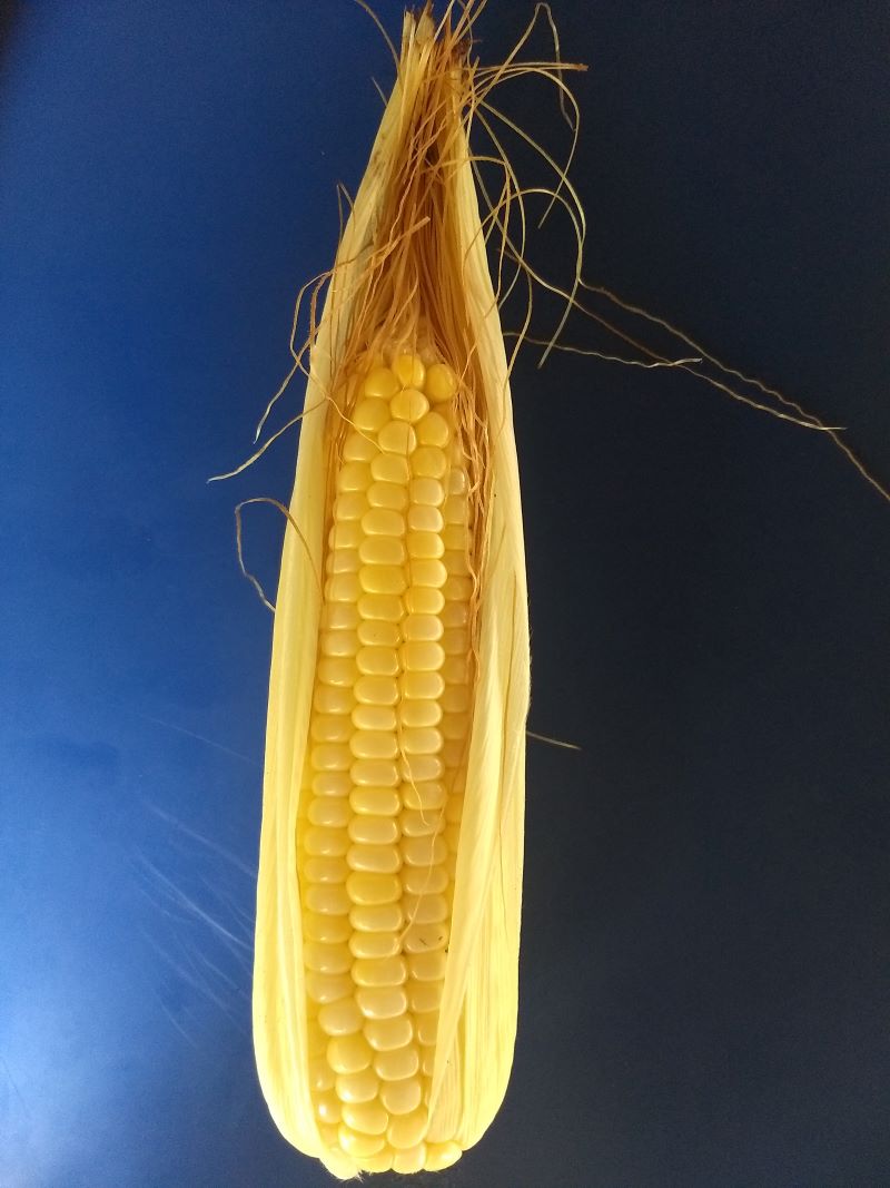 Variedad de maíz  CORPOICA V-115 DULCE