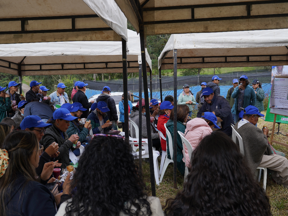 Marchitamiento Vascular En El Cultivo De Uchuva2 AGROSAVIA