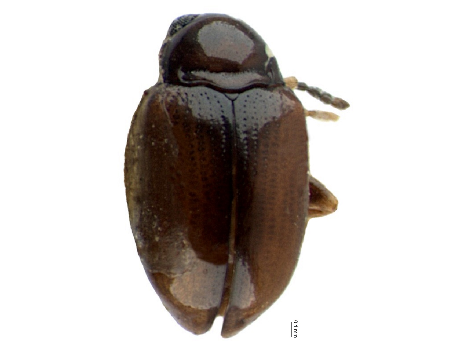 Margaridisa praesignata Bechyné, 1997 