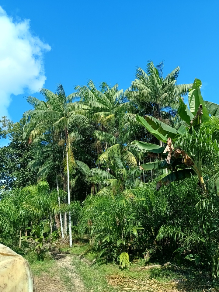 Puerto Asís Asaí Plátano