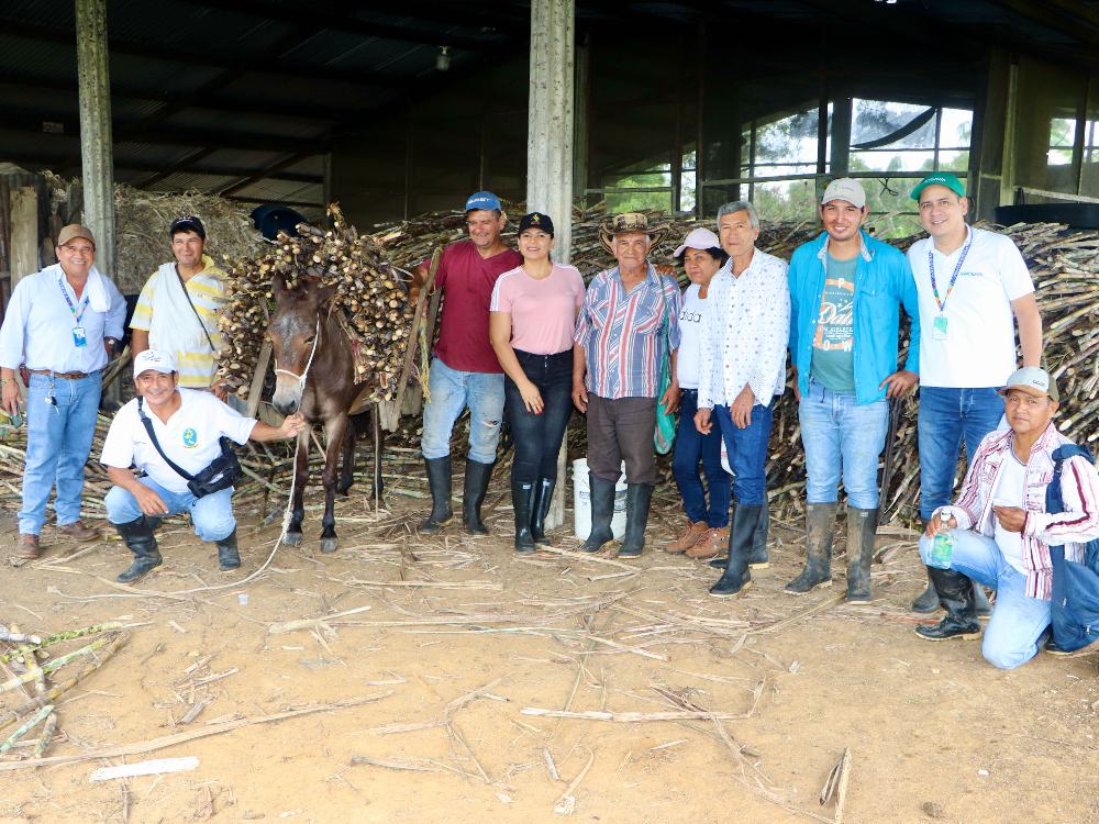 Evaluación Fitosanitaria E Índices De Madurez De La Variedad De Caña CC 93 7711, Una Práctica Participativa Con Los Productores En Caquetá10 AGROSAVIA
