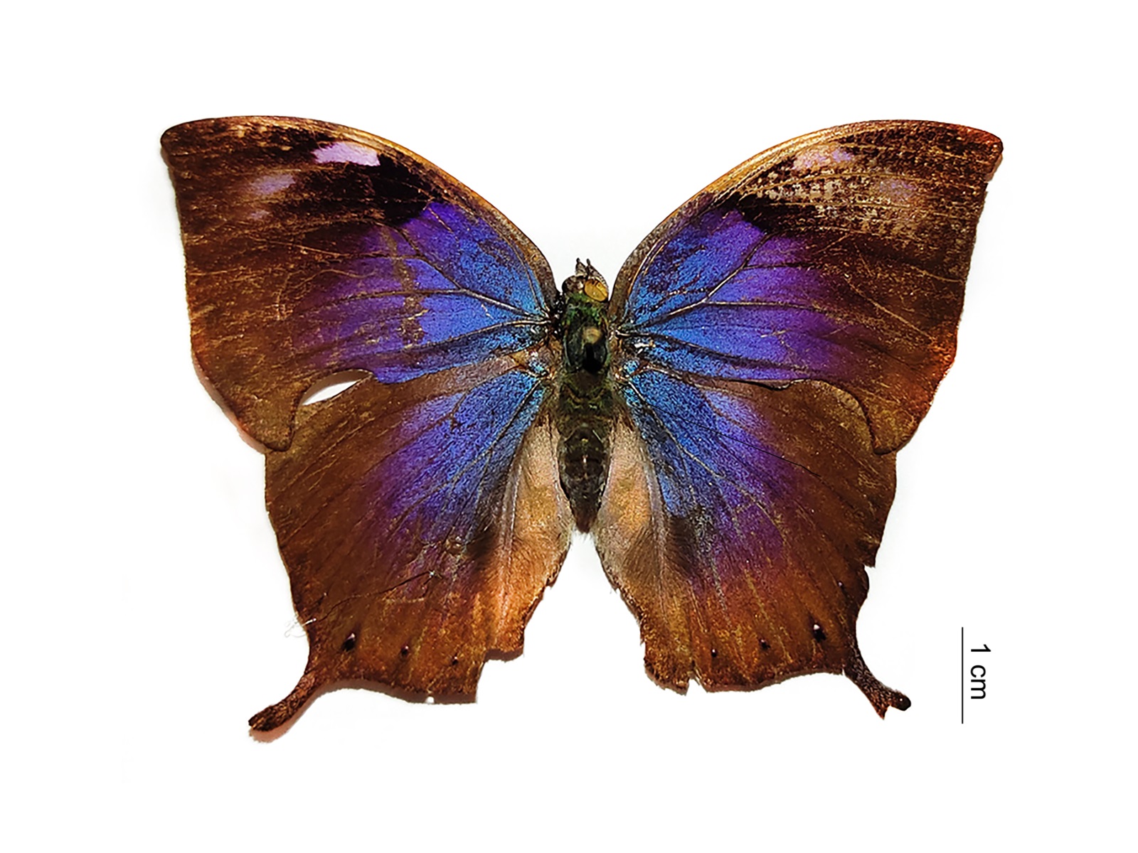 Anaea sp. 