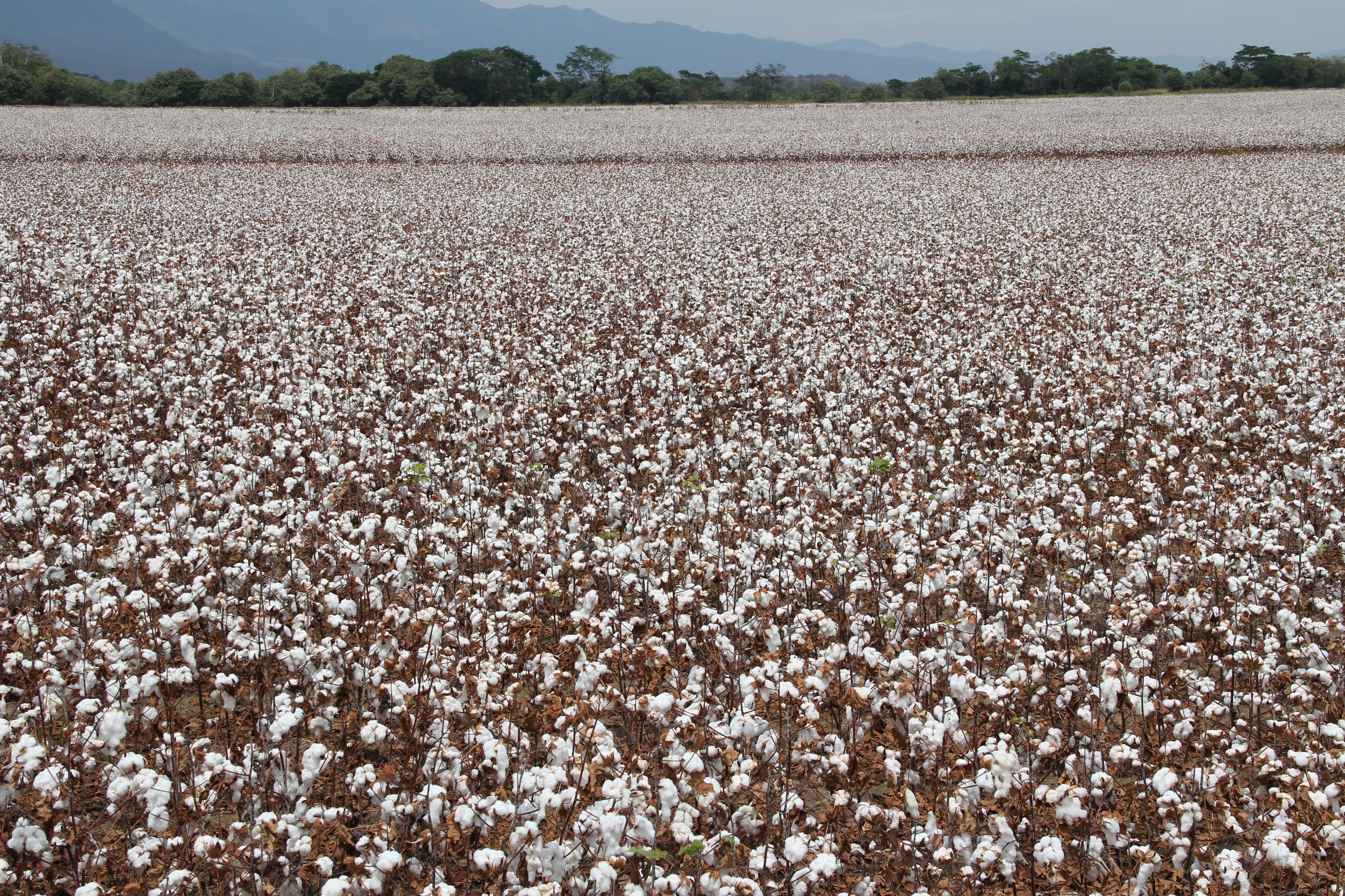 Dr. Agro. Un aliado para el campo colombiano - Algodón