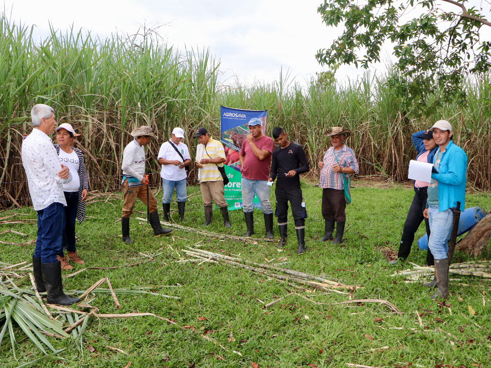 Evaluación fitosanitaria e índices de madurez de la variedad de caña CC 93-7711