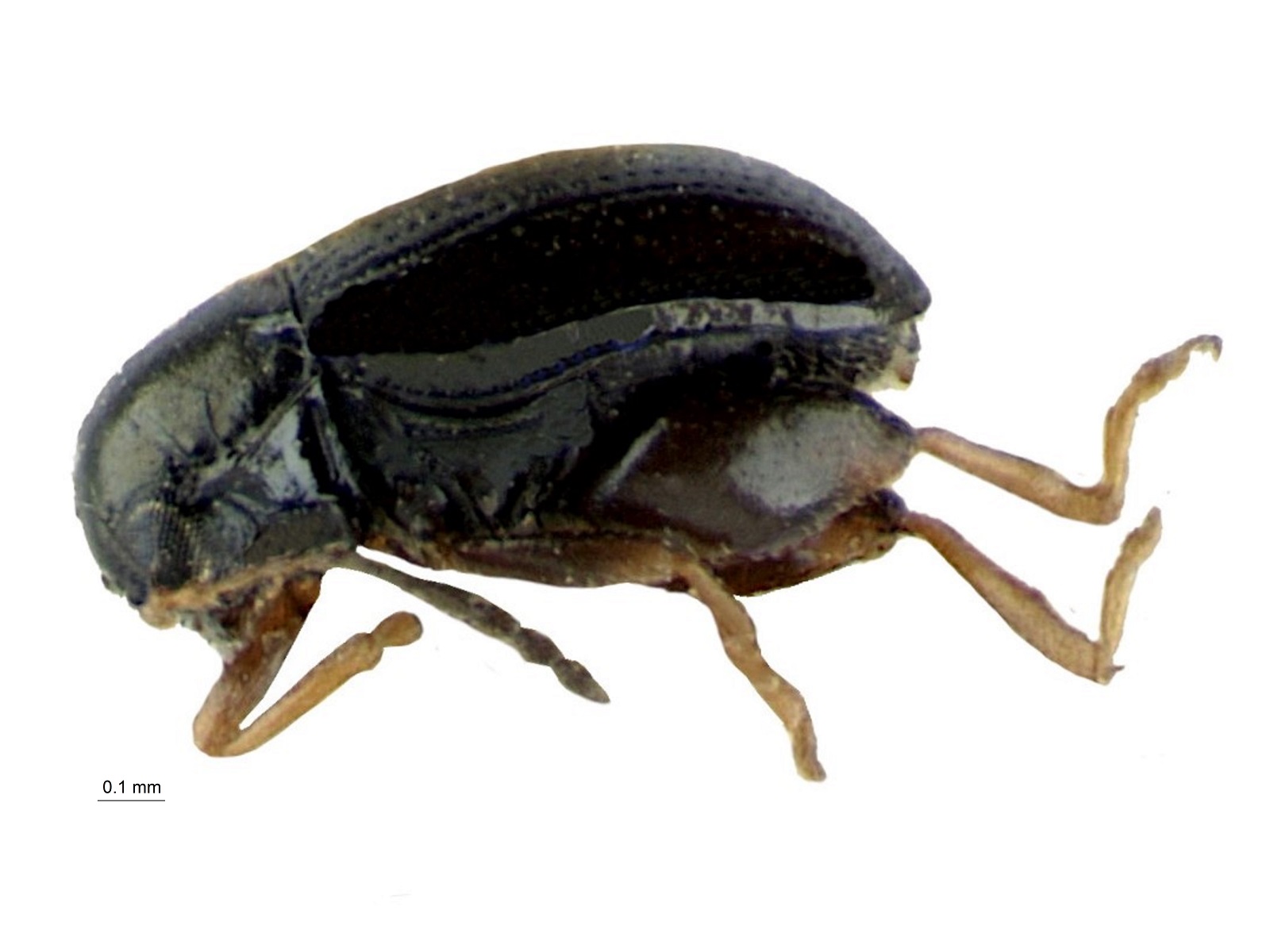 Chaetocnema palmirensis Bechyn茅, 1966