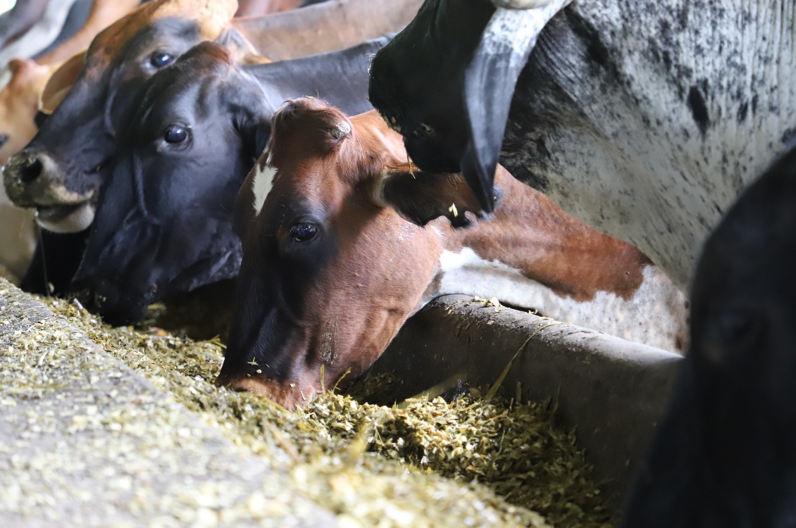 Inicia PV agroalimentario para los santanderes, Bolívar y Boyacá