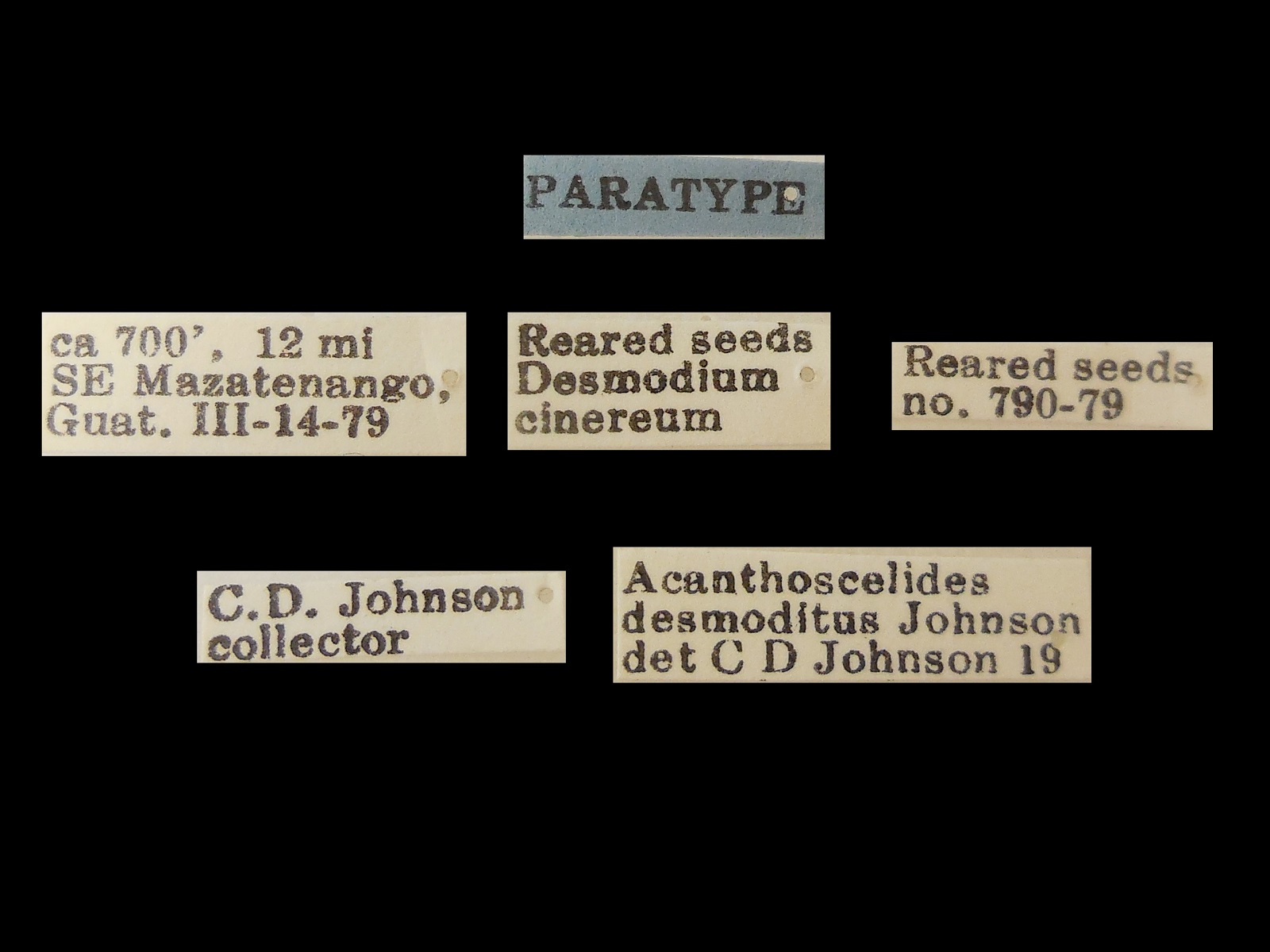 Acanthoscelides desmoditus Johnson, 1983