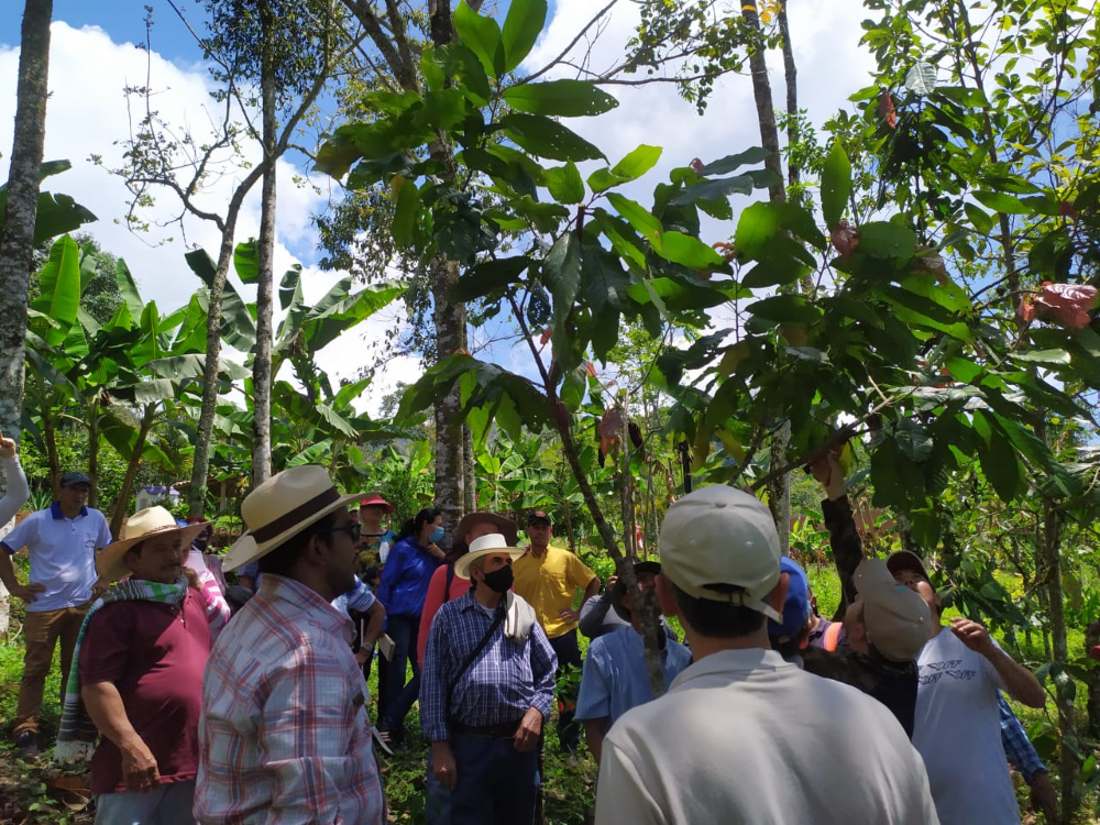 Capacitación Cacao AGROSAVIA Def