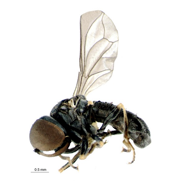 <p>Pipinculidae</p>