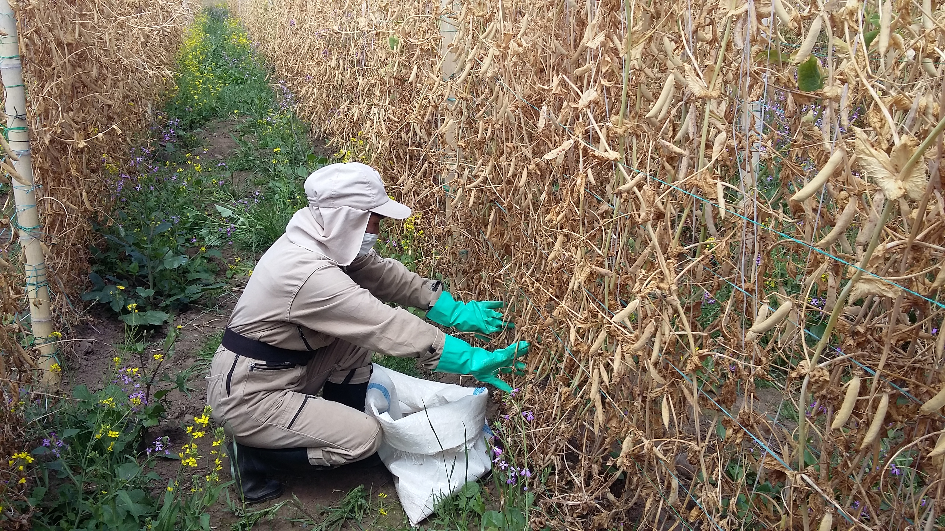 Producción y acondicionamiento de semilla de calidad de arveja