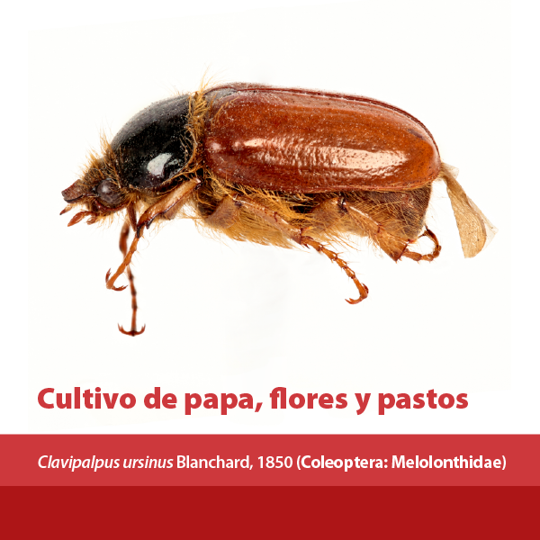 Cultivo Papa Flores Pastos A