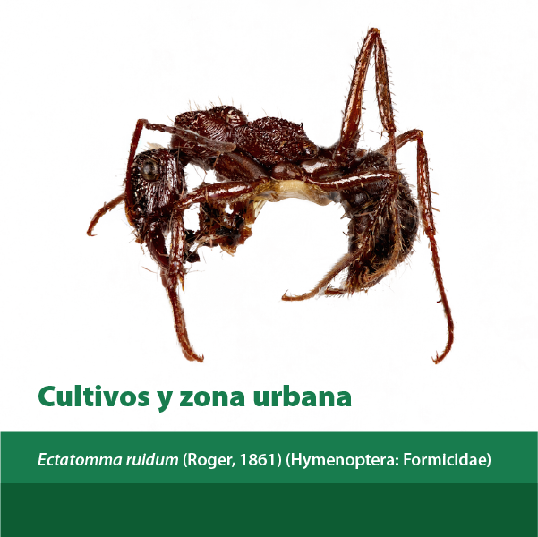 Cultivos Y Zona Urbana A