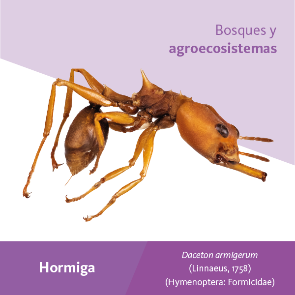 Hormiga Bosques A