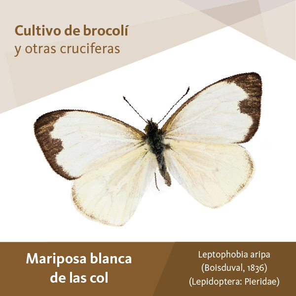 Mariposa Blanca Col A