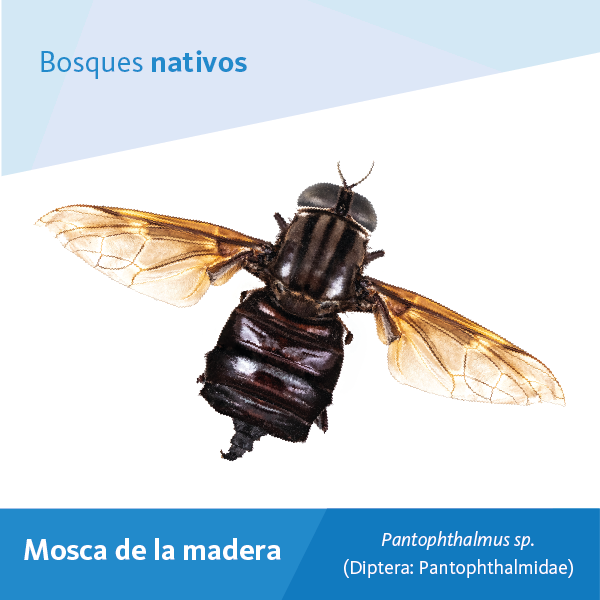 Mosca Madera A