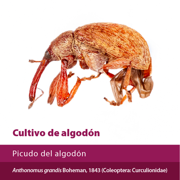 Picudo Del Algodon A