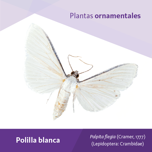 Polilla Blanca A