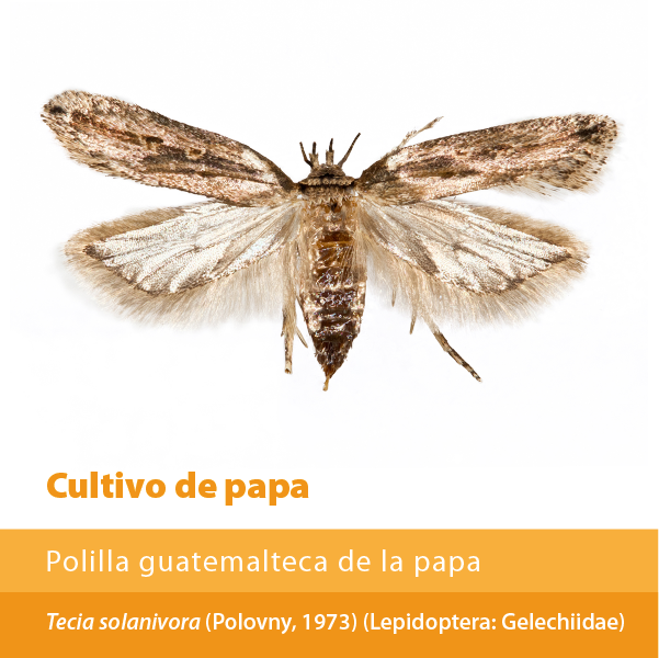 Polilla Guatemalteca Papa A