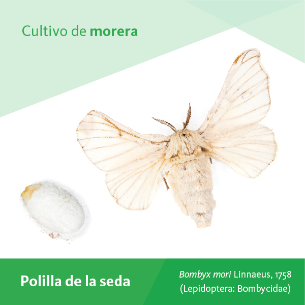 Polilla Seda A