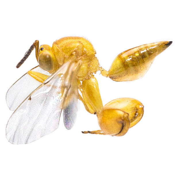 Conura Mendozaensis